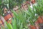 Reinscourtplant-nursery-10.jpg; ?>