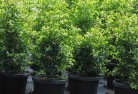 Reinscourtplant-nursery-24.jpg; ?>